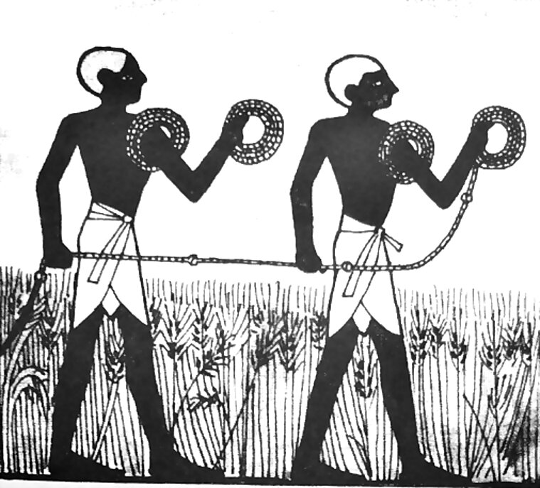 Cena de uma tumba egípcia: medidores esticam uma corda com nós para medir um campo de cereais.