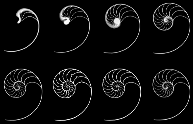Corte de uma concha de náutilo. As câmaras crescem quase na mesma proporção a cada volta, numa forma próxima de uma espiral logarítmica.