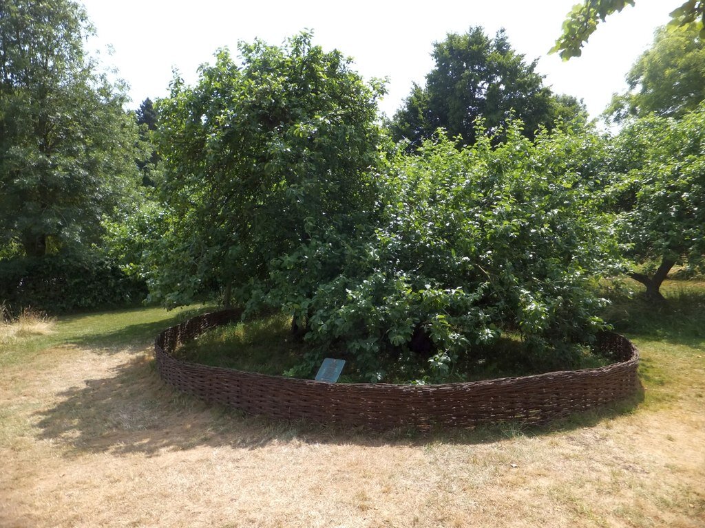 A macieira do pomar de Woolsthorpe Manor que a tradição aponta como a “árvore de Newton”.