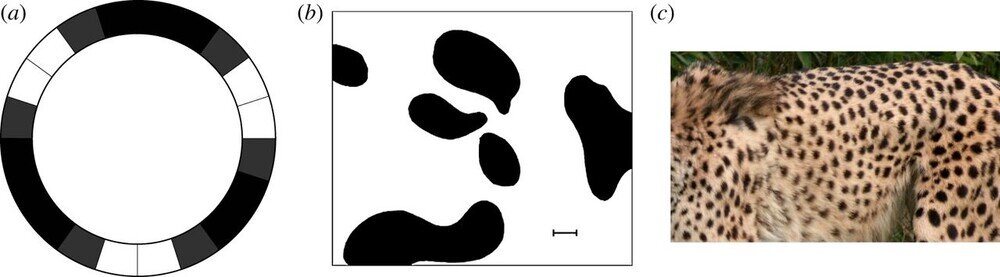 (a) O padrão num anel de células calculado por Turing em 1952; (b) as manchas que ele obteve para um tecido plano, fazendo as contas no computador de Manchester; (c) a pelagem de um guepardo.