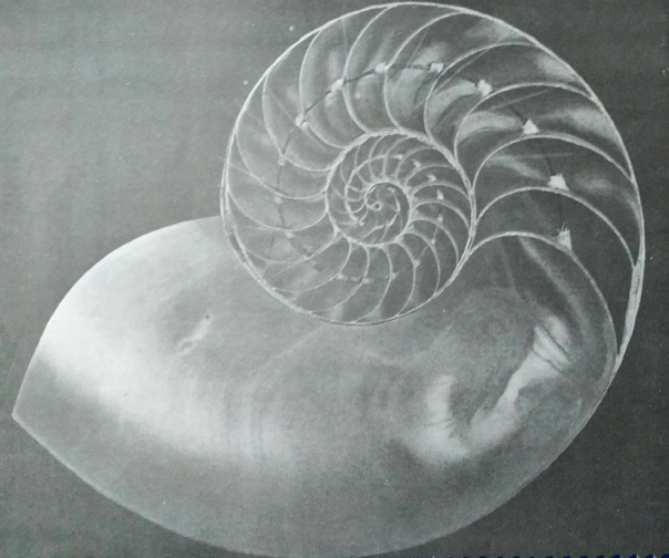 Concha do náutilo: uma espiral logarítmica.