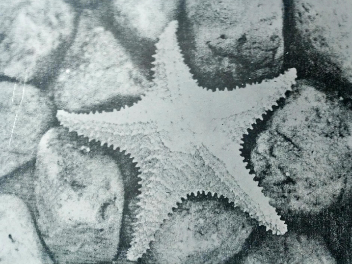 Estrela-do-mar: simetria pentagonal.