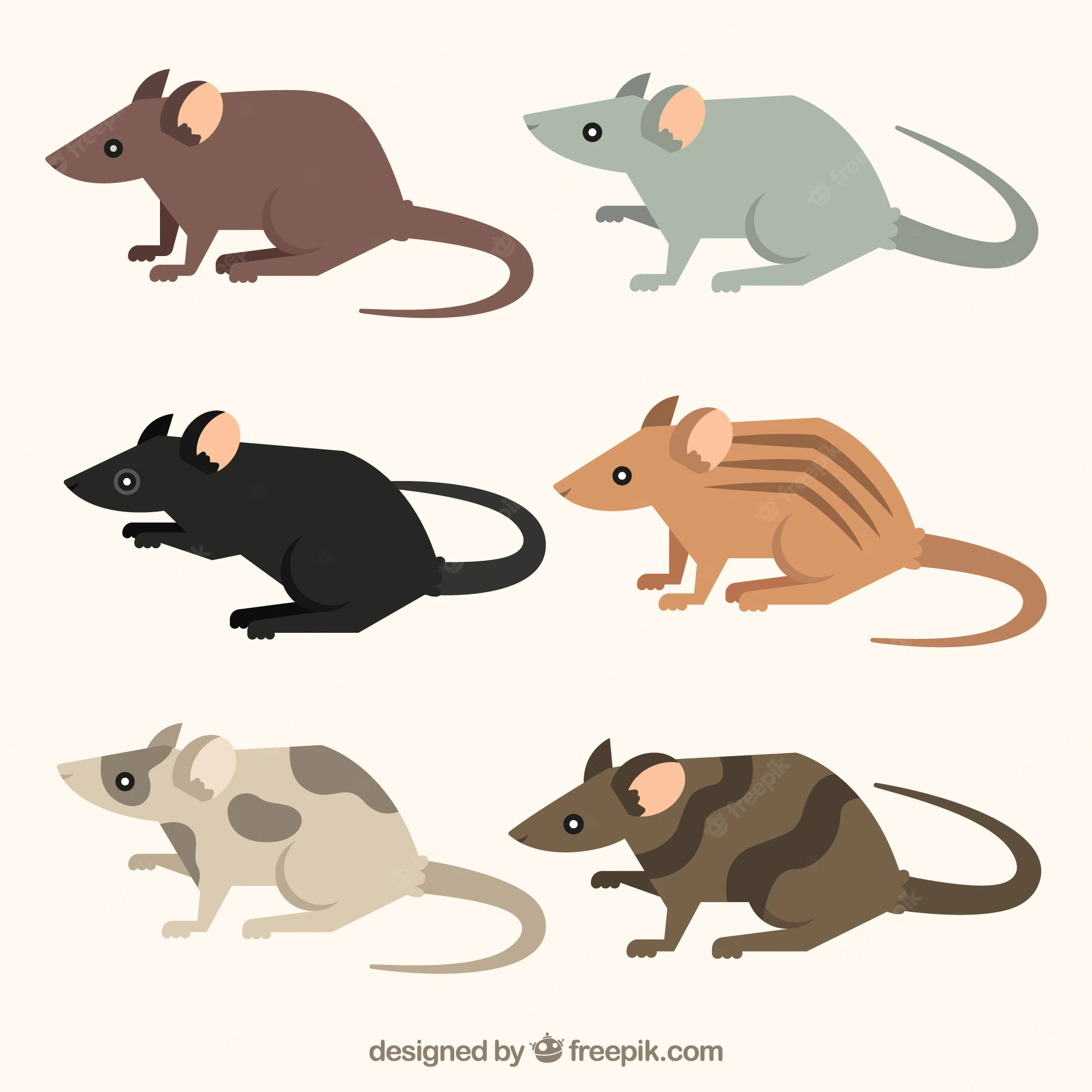 Alguns ratos